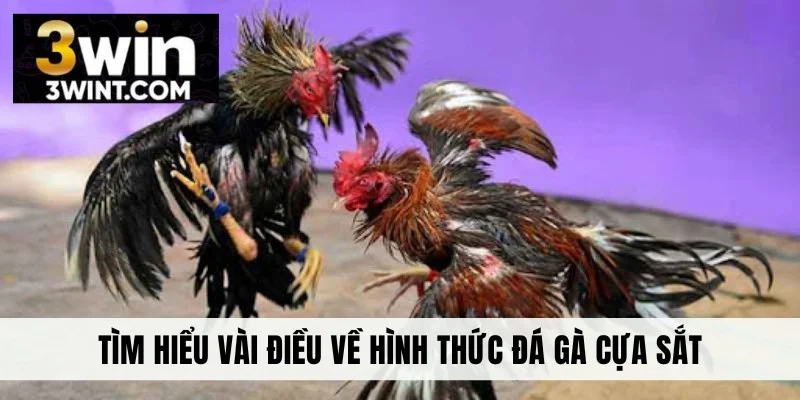 Tìm hiểu vài điều về hình thức đá gà cựa sắt